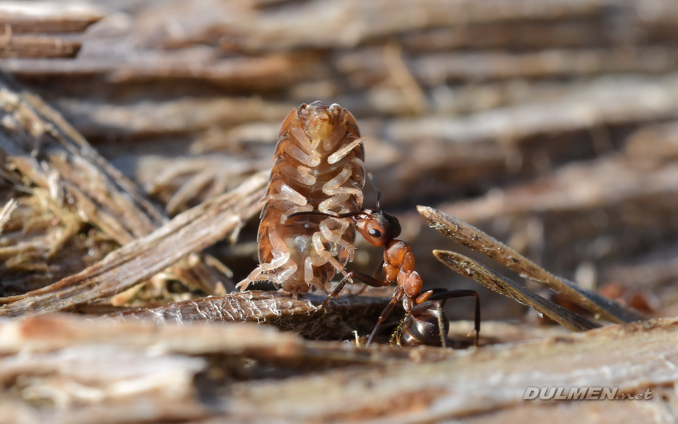 Southern Wood Ants (Formica rufa)